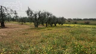 Rural plot in Almonte. Finca rústica de 2 hectáreas en propiedad  almonte huelva