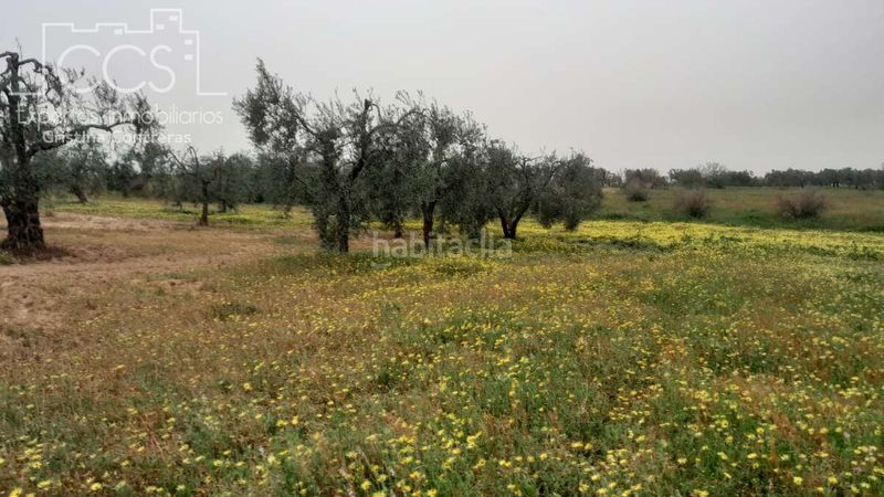 Foto 44869c84-74e3-4238-8029-a29f54b62854. Finca rústica a Almonte Almonte