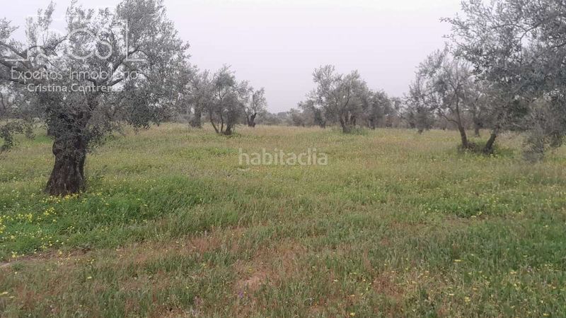 Foto 8be6cf13-7934-42b2-b218-8207c9647a0a. Finca rústica a Almonte Almonte