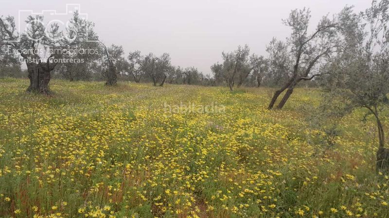 Foto 9ba246d4-a8d6-4849-915d-36e0886ff755. Finca rústica a Almonte Almonte