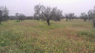 Rural plot in Almonte. Venta de finca en propiedad, de 2ha de terreno en almonte huelva
