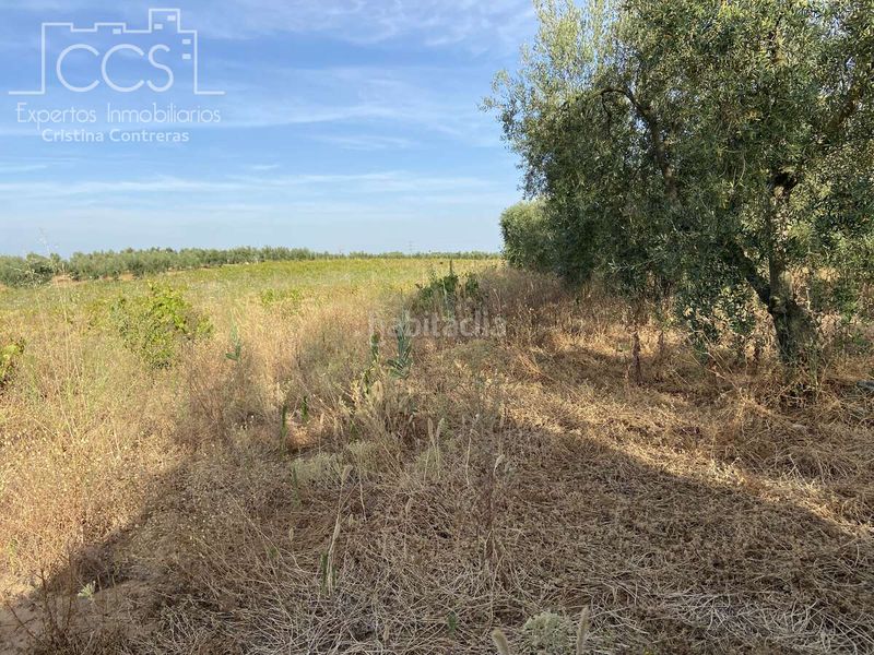 Foto c89d561f-a0e1-4f3e-bc03-af97d881b4df. Finca rústica a Almonte Almonte