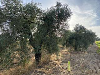 Finca rústica a Almonte. Venta de finca en propiedad de 35.611 m2 forestal, viñedos, oliv