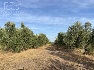 Finca rústica a Almonte. Venta de finca en propiedad de 35.611 m2 forestal, viñedos, oliv
