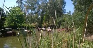 Masia a Sanlúcar la Mayor. Venta de finca de 63.285 m2 ideal para ganado en sanlúcar la may