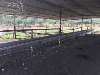 Masia a Sanlúcar la Mayor. Venta de finca de 63.285 m2 ideal para ganado en sanlúcar la may