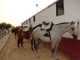 Casale in Sanlúcar la Mayor. Venta de finca de 63.285 m2 ideal para ganado en sanlúcar la may