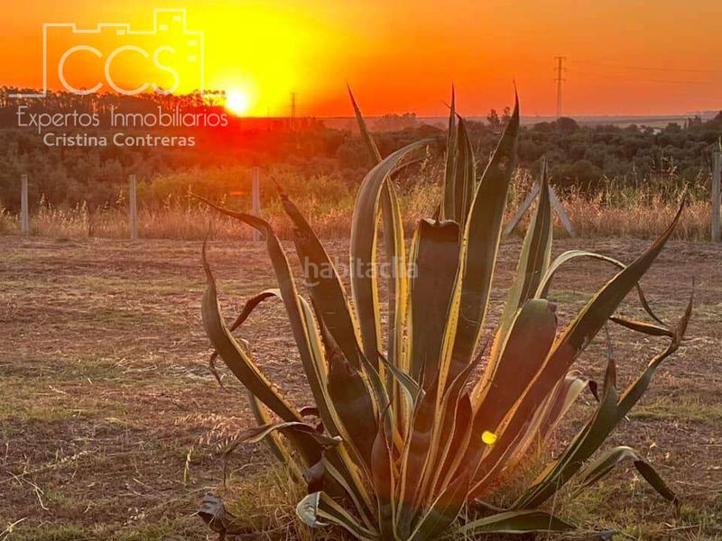 Foto debe725b-8cb4-4ae4-a1e9-71ebc0444110. Masía venta de finca en propiedad, con 16.927m2 de terreno y con una construcción de 128m2 construidos, catalogada como vivienda en alm en Almonte
