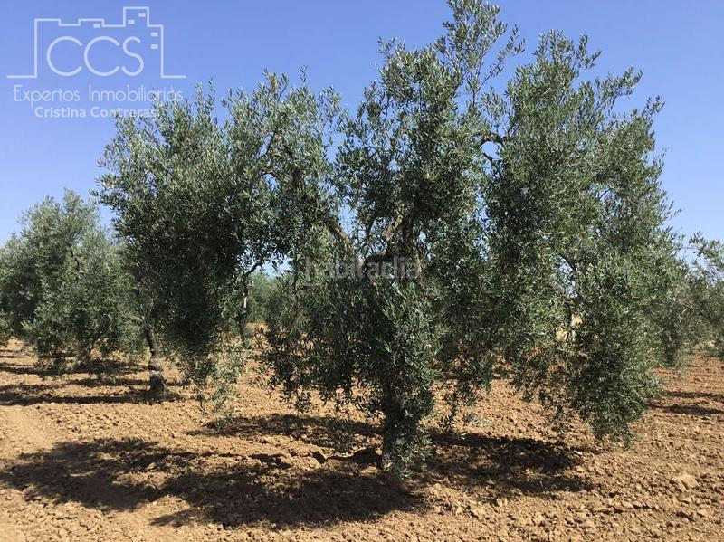 Foto 4cf7490c-052c-4f3a-93fd-56c15bdc3317. Finca rústica a Almonte Almonte