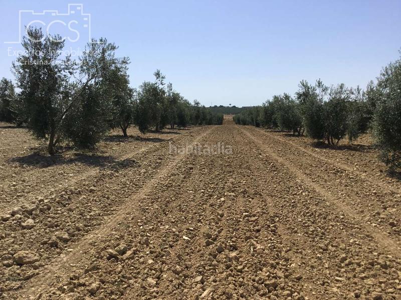 Foto 800fe2bd-1da6-4e0c-bd99-8e179d202314. Finca rústica a Almonte Almonte