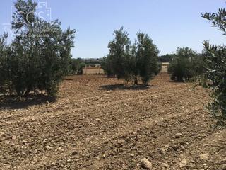 Finca rústica a Almonte. Venta de finca en propiedad de  21.336 m2 de olivar en almonte
