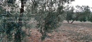 Finca rústica a Almonte. Finca en propiedad de 10.508 m de olivar en plena producción en