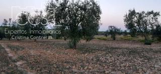 Landgut in Almonte. Venta de finca en propiedad de 10.508 m2 de olivar en almonte  h
