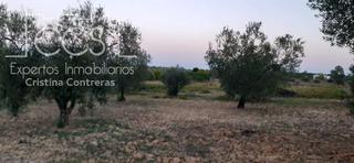 Fondo rustico in Almonte. Venta de finca en propiedad de 10.508 m2 de olivar en almonte  h