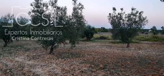 Rural plot in Almonte. Venta de finca en propiedad de 10.508 m2 de olivar en almonte  h