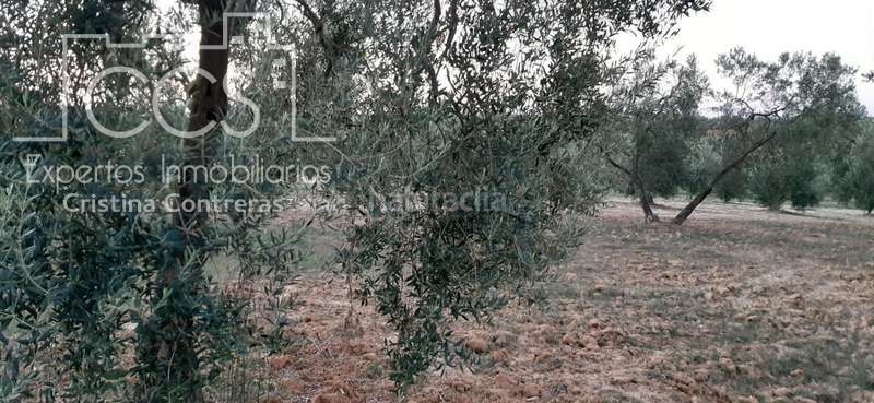 Foto 84bdc9af-6022-4308-8cbf-f6a527cf9d5f. Finca rústica a Almonte Almonte