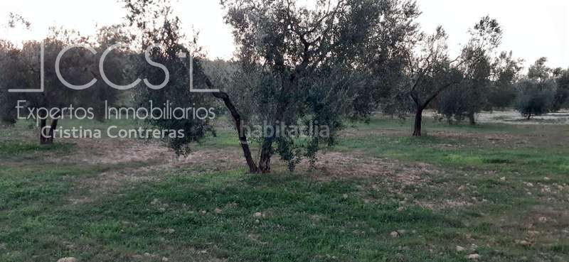 Foto 8f4c5667-1c4f-4b01-8f34-2f2db10e3faf. Finca rústica a Almonte Almonte