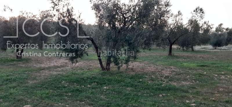 Foto 9f79a708-2a74-4665-9833-934480147f59. Landgut in Almonte Almonte