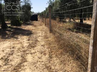 Mas à Almonte. Venta de finca en concesión, 4.500 m2 de terreno y casa de apero