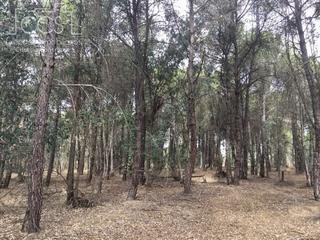 Finca rústica a Almonte. Venta de finca en propiedad de 57.775 m2 de terreno eucaliptal e