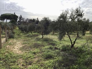 Mas à Almonte. Venta de finca en propiedad de 3.236 m2 de terreno, casa de aper