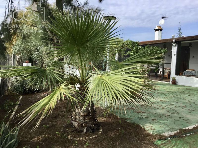 Foto 3a4900e8-baeb-416e-aa49-abbda3a756a8. Masia amb piscina a Almonte Almonte