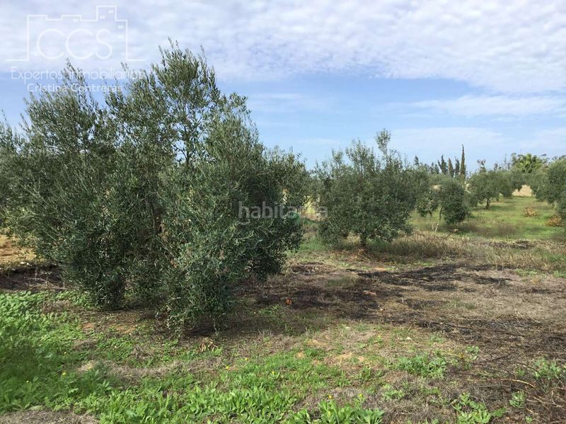 Foto 3c5d9936-116a-4284-9001-6b55c07dee08. Masia amb piscina a Almonte Almonte