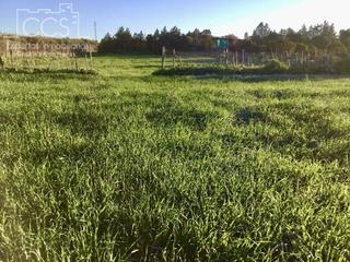 Masia a Pilas. Venta de finca de 8.496 m2 de terreno con una construcción de 14