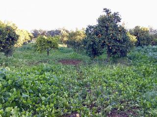 Masia a Pilas. Venta de finca de 8.496 m2 de terreno con una construcción de 14