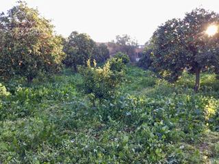 Masia a Pilas. Venta de finca de 8.496 m2 de terreno con una construcción de 14