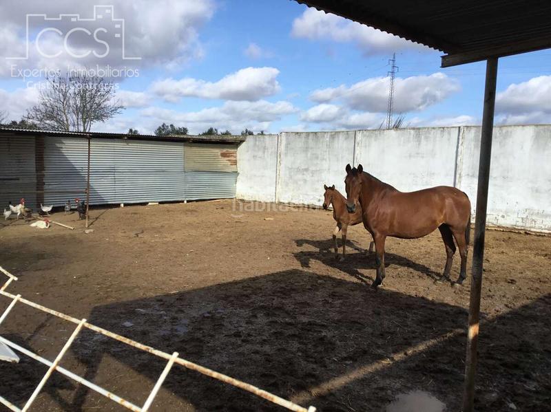 Foto ec126c05-dc9c-4c5e-a302-e2487e4d08d1. Mas dans Almonte Almonte