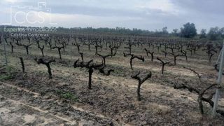 Landgut in Almonte. Finca rústica en propiedad de 19.123 m con viñedo en almonte