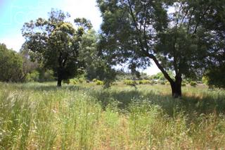 Masía en Almonte. Venta de finca en concesión  de 6.500m2 y casa de aperos de 60m2