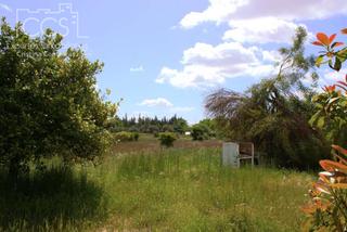 Mas à Almonte. Venta de finca en concesión  de 6.500m2 y casa de aperos de 60m2