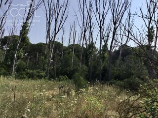 Masia a Hinojos. Venta de finca de 3.185 m2 de terreno con una  vivienda de 133,7