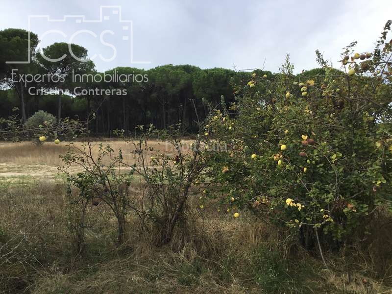 Foto 9e1d8ef0-13a1-4252-969d-6b66bd4bf942. Masia a Almonte Almonte