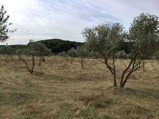Bauernhof in Almonte. Venta de finca en concesión de 9,800 ha con construcción en almo