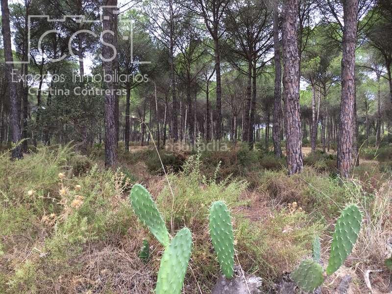 Foto 0c7c3310-38d7-46e9-93ba-03f7ff283f08. Masía venta de finca en concesión de 9,800 ha con construcción . en Almonte