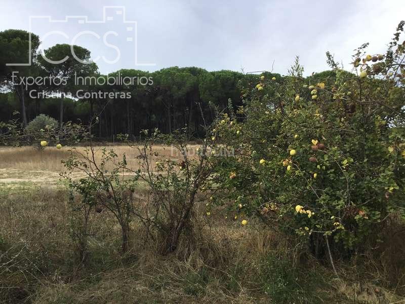 Foto 470d938a-0917-482a-9e28-c4a22231e37b. Masía venta de finca en concesión de 9,800 ha con construcción . en Almonte