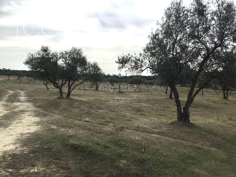 Foto 4b3ae593-d60e-4807-a303-0dd8f5589ee6. Masía venta de finca en concesión de 9,800 ha con construcción . en Almonte