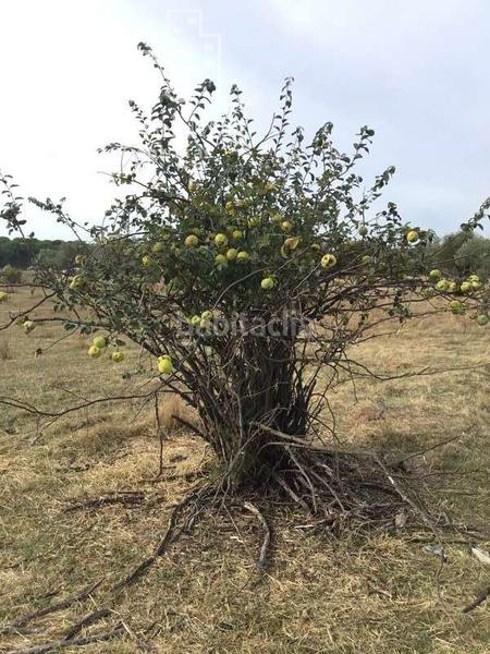 Foto e3fd0d6d-fb07-4813-ac3c-28579e86d15d. Masía venta de finca en concesión de 9,800 ha con construcción . en Almonte