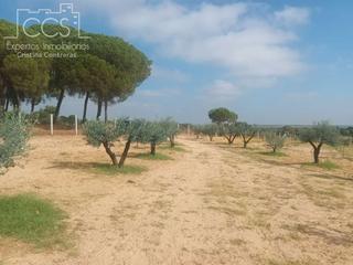 Masía en Almonte. Venta de finca en concesión de 7.000m2 de terreno con caseta de