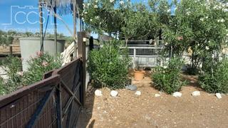 Miete Bauernhof in Almonte. Alquiler de finca en propiedad  con 19.535m2 de terreno y  nave