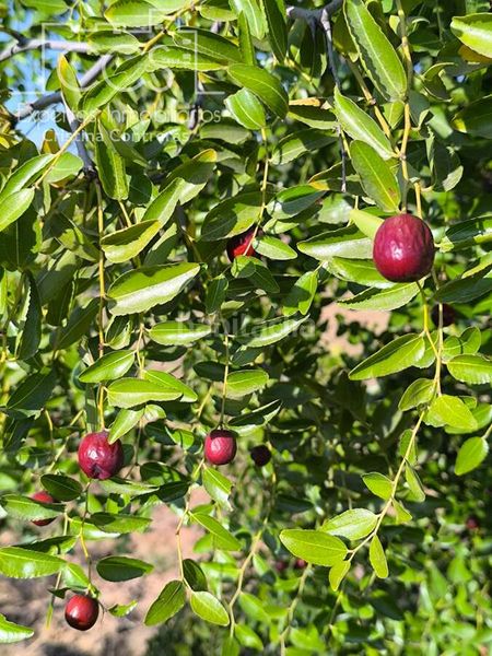 Foto bd4c119e-d8ab-4064-9097-5053427e4bfb. Finca rústica a Almonte Almonte