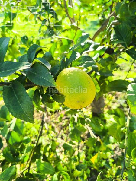 Foto d636519d-a8a1-4360-9d84-21211b35d480. Finca rústica a Almonte Almonte