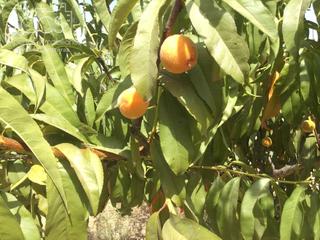 Propriété à Almonte. Venta de finca rural en concesión con una superficie de 15.900 m