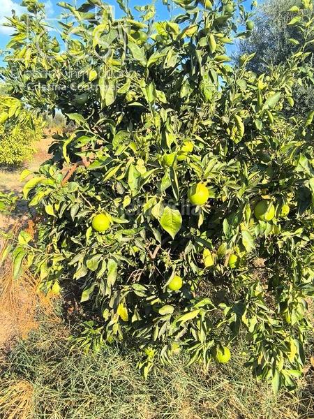 Foto 0d1d527e-fcb5-42bf-84f4-36e44b23aac1. Propriété dans Almonte Almonte