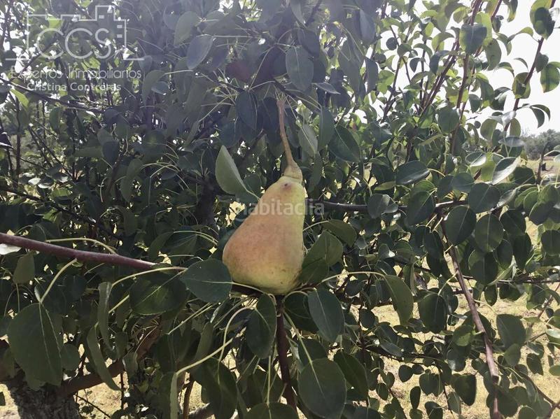 Foto 17cfd329-0b26-4b43-9afc-2d32662f280c. Propriété dans Almonte Almonte