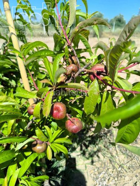 Foto 27878342-bf30-4db7-b4c4-bac04e5526f8. Propriété dans Almonte Almonte