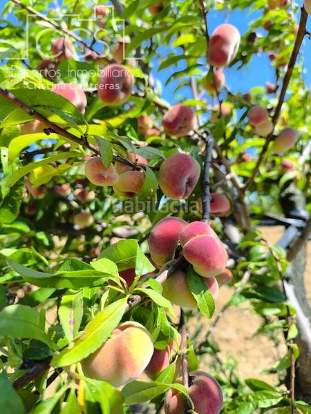 Foto 43c9d6e7-aa4b-479b-b27a-2db069a86bf9. Propriété dans Almonte Almonte